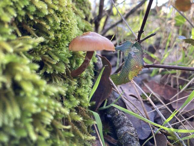 Small mushroom growing from moss at the base of a tree