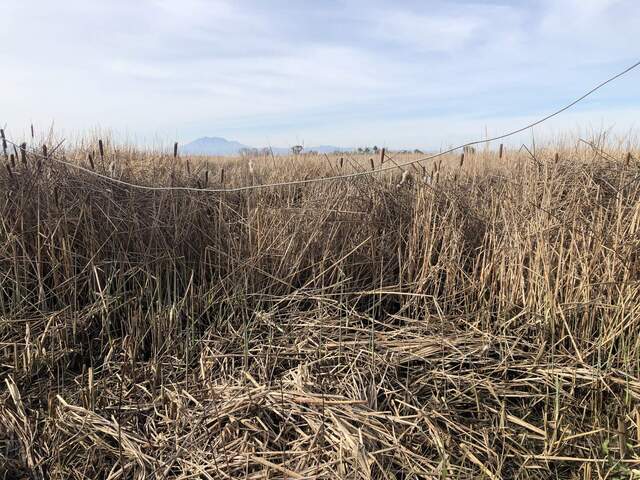 A lot of blowdown from the storm on February 3-4, new tules coming up through the previously trimmed cattail