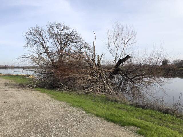 Large tree branch down by the mouth of Little Dutch Slough, probably from the windy storm on February 3-4