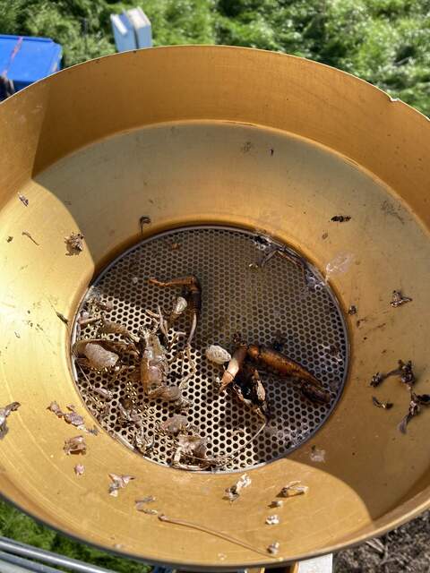 Some bird left parts of at least two crayfish in the tipping bucket