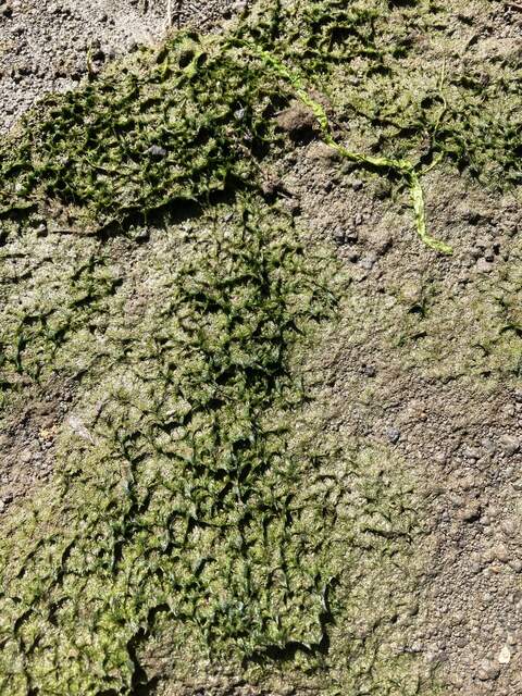 Close up of the algae on the mud