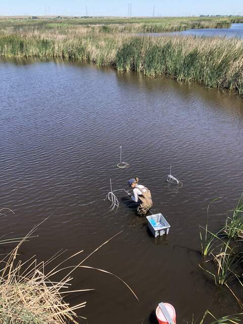 Kyle sampling porewater sippers in the channel 