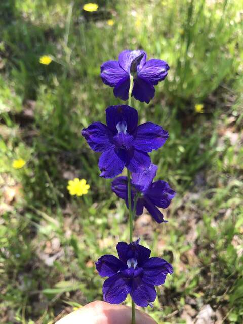 Larkspur flower. Apparently toxic to cows if they eat too much.