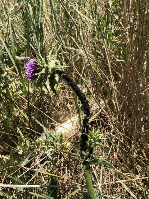 Many many aphids and a few ants clustered on multiple stems of this thistle plant