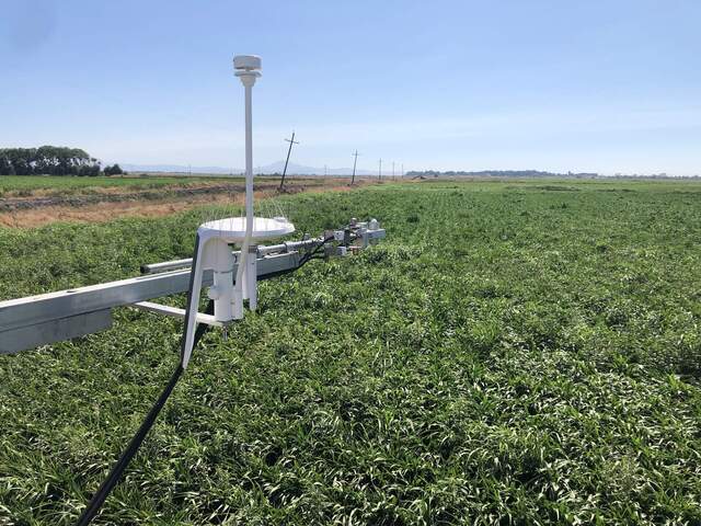 Corn under the radiometers is taller than the corn in the middle of the field