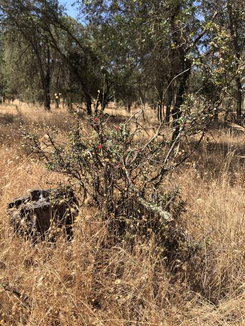 Bright red berries on a shrub that might be hollyleaf redberry. 