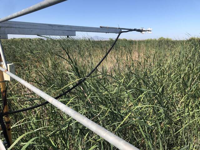 Tall cattails are starting to brush the bottom of the radiometer boom