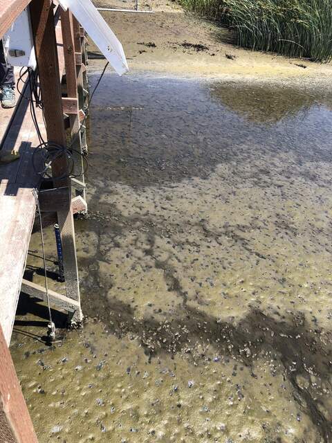 At spring low tide, there is almost no surface water in the channel