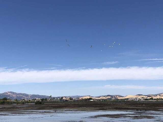 White pelicans (?) flying above the wetland