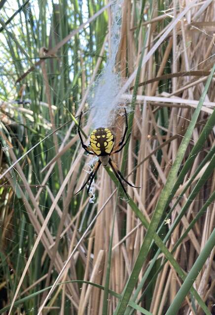 Giant garden spider in the cattails