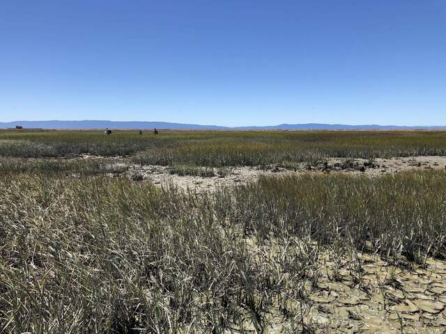 Kuno, Hannah, and Arman trekking across the wetland