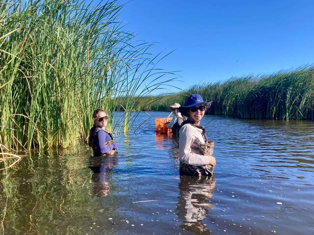 Hannah, Daphne, and Kyle wading in waist-deep water in the Mayberry channel