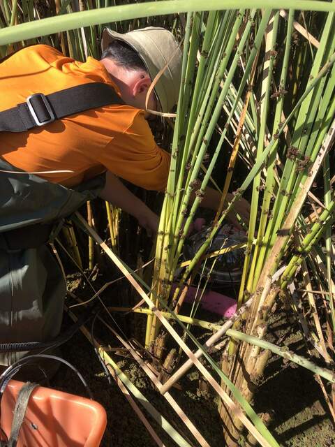 Charlie carefully placing the soil chamber down underneath the cattail canopy. We saw 3+ crayfish hanging out just under the water near the chamber.