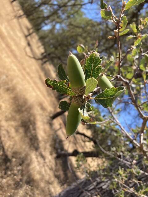 A few acorns on the big oak tree