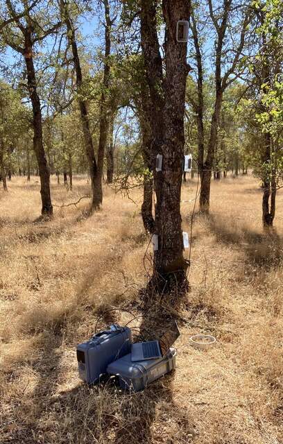 Analyzers doing tree trunk flux measurements