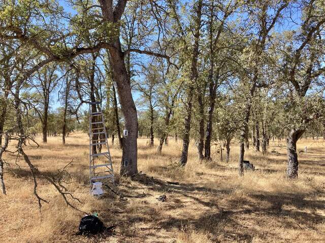 Ladder and tree trunk gas flux chambers at Tonzi