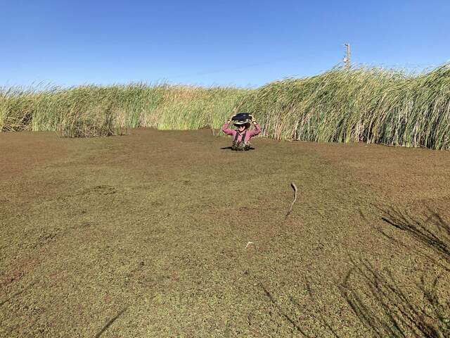 Daphne waist deep in the azolla covered wetland