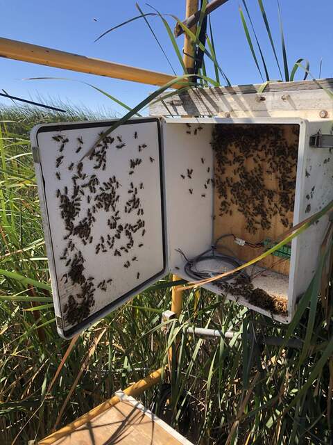 Wasps in enclosure. Guess I should have sealed this box better.