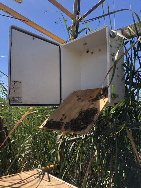 Wasps on back of wooden backing board