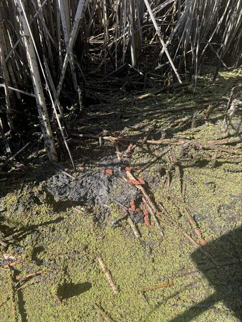 Fresh otter poop at one of the thermocouple profile sites seen during low tide