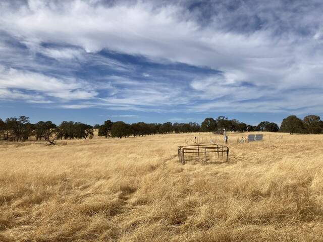 Nice clouds over golden grass