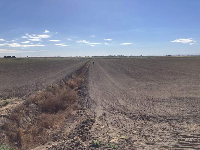 Daphne walking out on newly planted wheat field