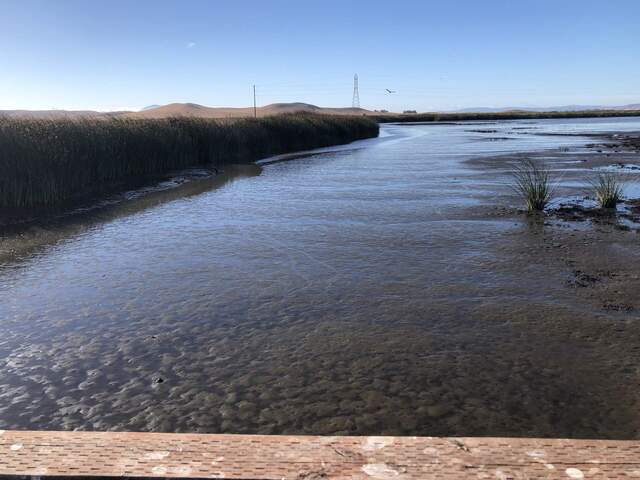 Channel east of the tower has completely filled in since reflooding in October 2021. 