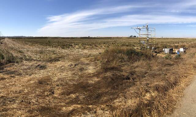 Stover remaining after sorghum was harvested