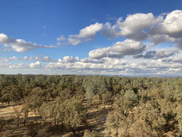 Puffy clouds over the autumn oak woodland