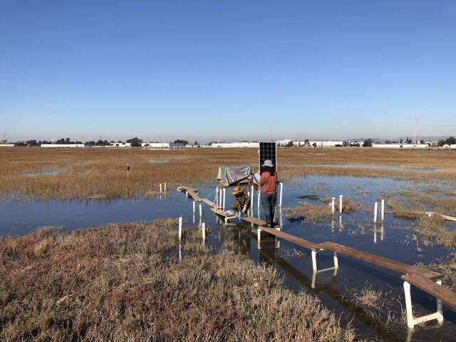 Patty and Inbar taking porewater samples at the boardwalk next to the Eden Landing tower