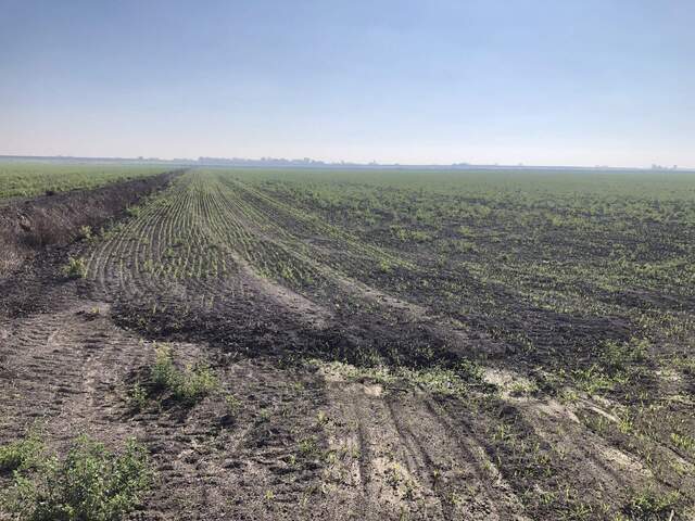 Wheat has finally sprouted on our "alfalfa" field. We parked on the side of the road and walked in.