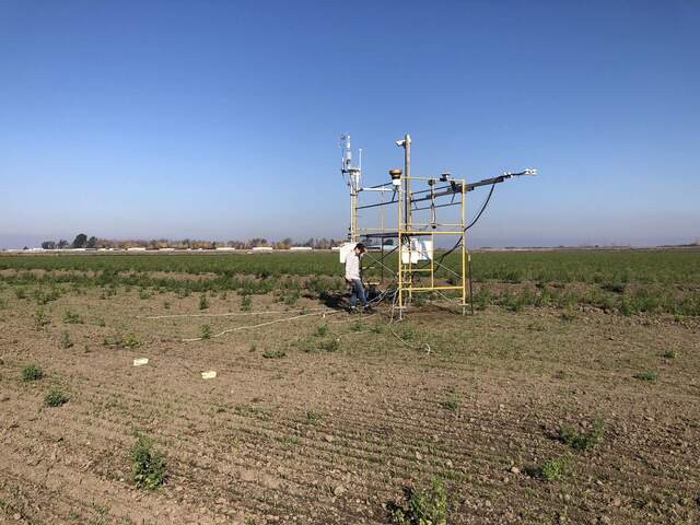 Wheat sprouts and bushy alfalfa around the tower