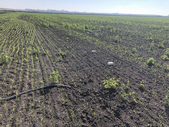 Installed two zcams in the wheat. One is in line with the wheat row and one is between the rows.