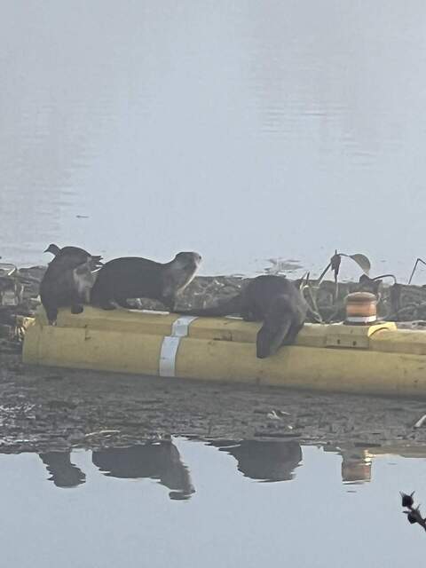 Otters hanging out on the yellow divider at the channel