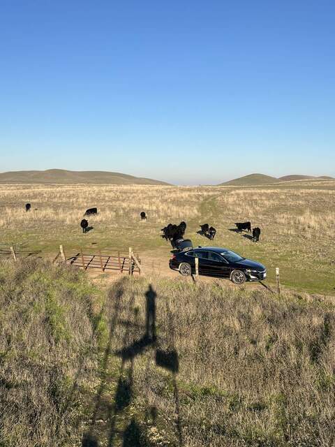 Curious cows checking out what we