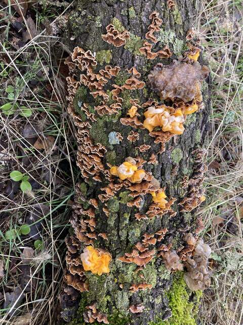 Assorted fungus on a dead log