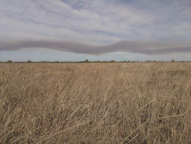 Undulating smoke over the dead wetland reeds