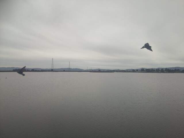 Swallows in flight