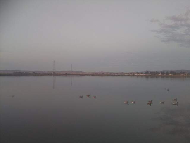 Early morning Canada geese on the water