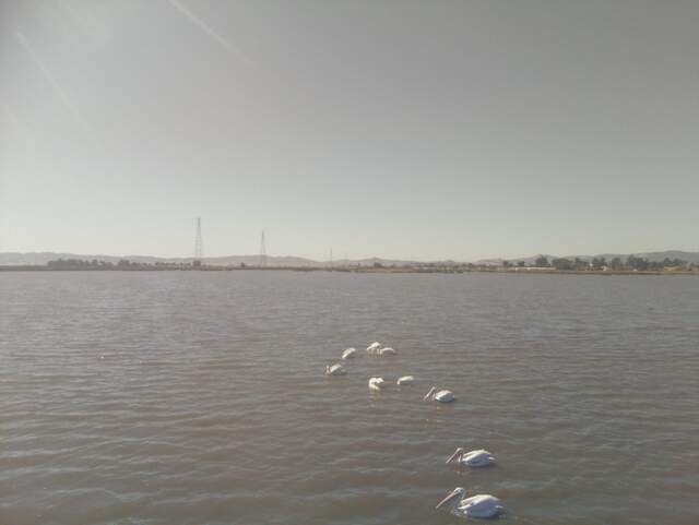 White pelicans on the water