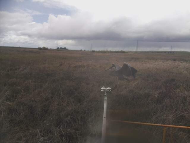 Great blue heron landing on the radiometers