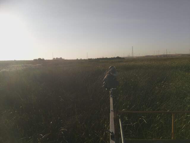 Great blue heron on the radiometers