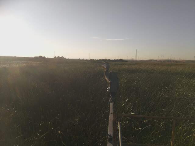 Great blue heron on the radiometers