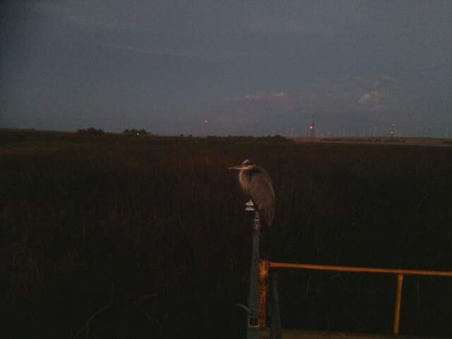 Great blue heron on the radiometers