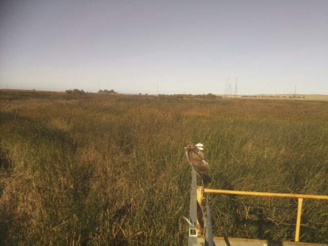 Bird of prey on the radiometer boom