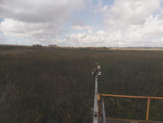 Bird of prey on the radiometer boom