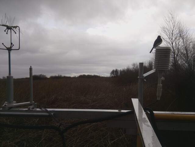 Black Phoebe on the solar shield