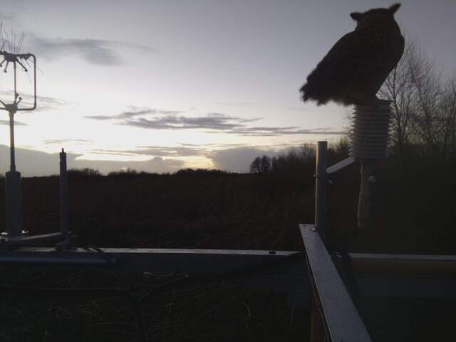 Great horned owl on the solar shield