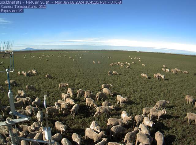 Lots and Lots of sheep