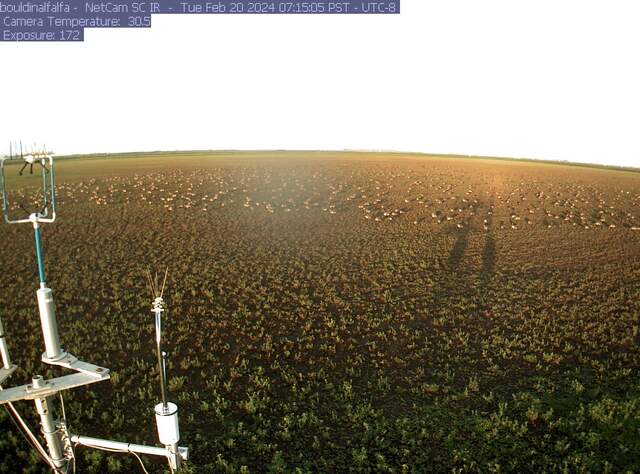 Flock of geese on the alfalfa field